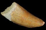 Serrated, Juvenile Carcharodontosaurus Tooth - Morocco #100094-1